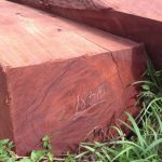 Các loại gỗ Hương và cách phân biệt các loại gỗ Hương