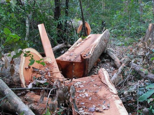 Công dụng đặc điểm và cách nhận biết Gỗ Đinh Thối? 1