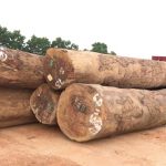 Công dụng đặc điểm và cách nhận biết Gỗ Đinh Thối?
