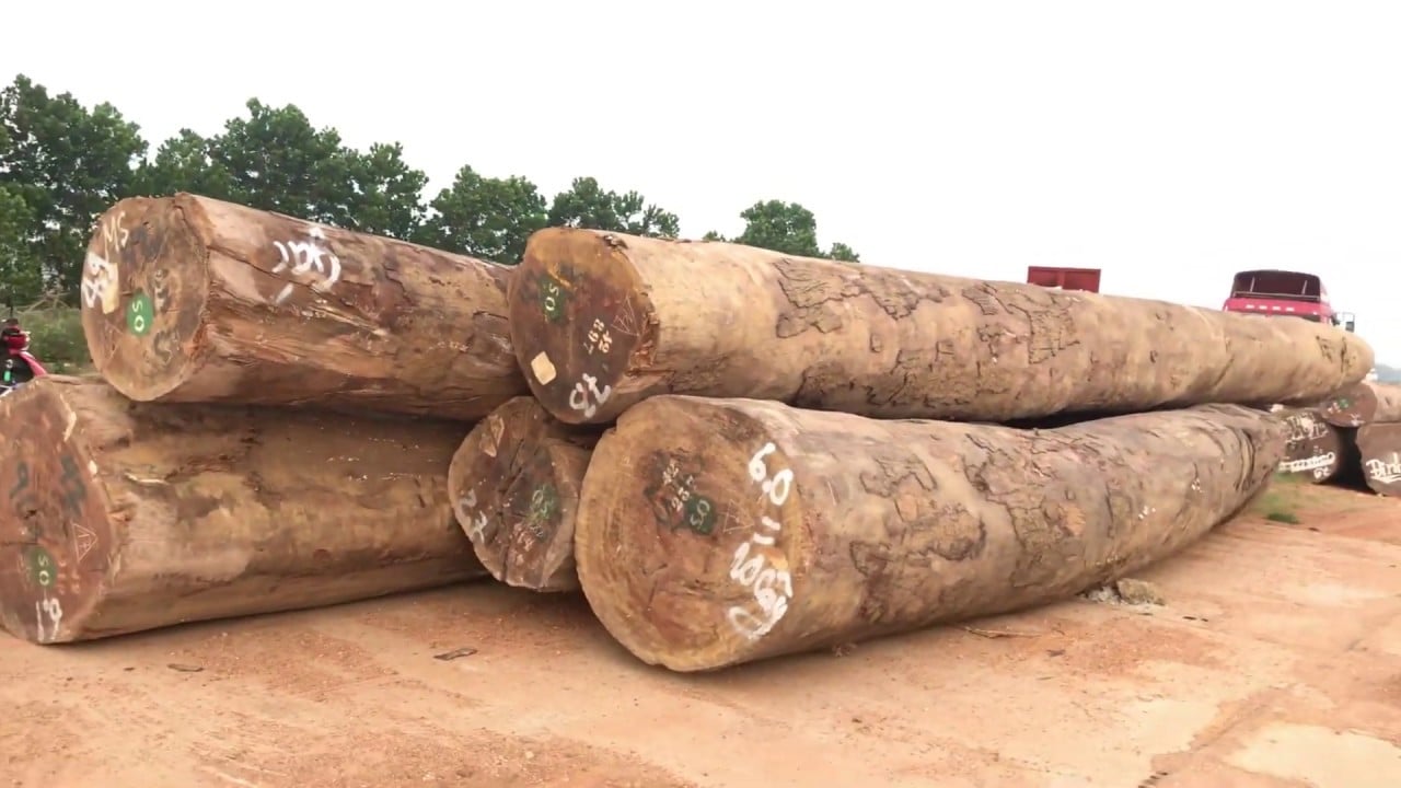 Công dụng đặc điểm và cách nhận biết Gỗ Đinh Thối? 2