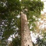 Đặc điểm ứng dụng của gỗ Hương Đá