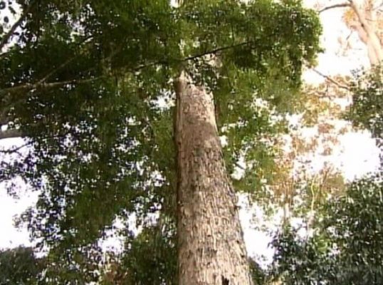 Cây gỗ hương đá