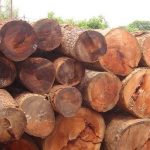 Gỗ gõ đỏ là gì? thuộc nhóm mấy? ứng dụng của nó?