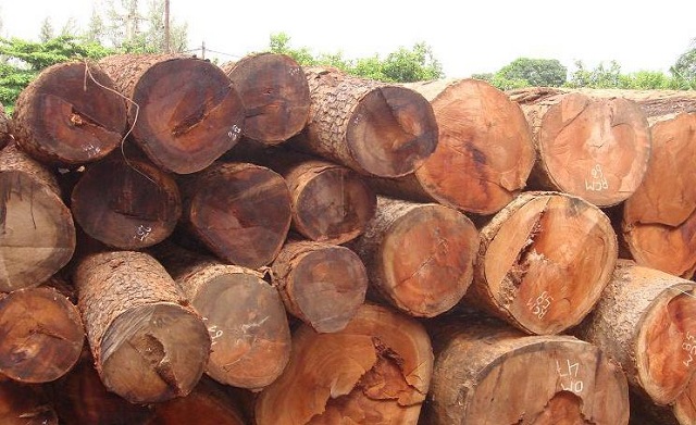 Gỗ gõ đỏ là gì? thuộc nhóm mấy? ứng dụng của nó? 1