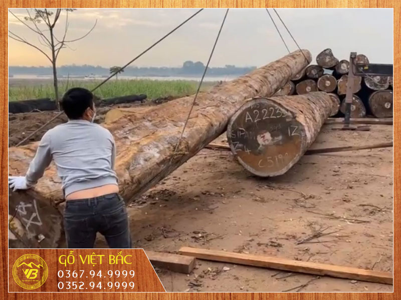 Gỗ Việt Bắc về lô Đinh Hương, Cẩm Lai lớn nhất Việt Nam 2