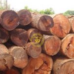 Gỗ Gõ đỏ Nam Phi là gì? Địa chỉ bán nội thất gỗ Gõ Đỏ uy tín
