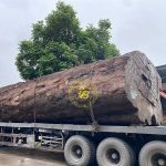 Chiếu Ngựa nguyên khối giá rẻ tại Hà Nội