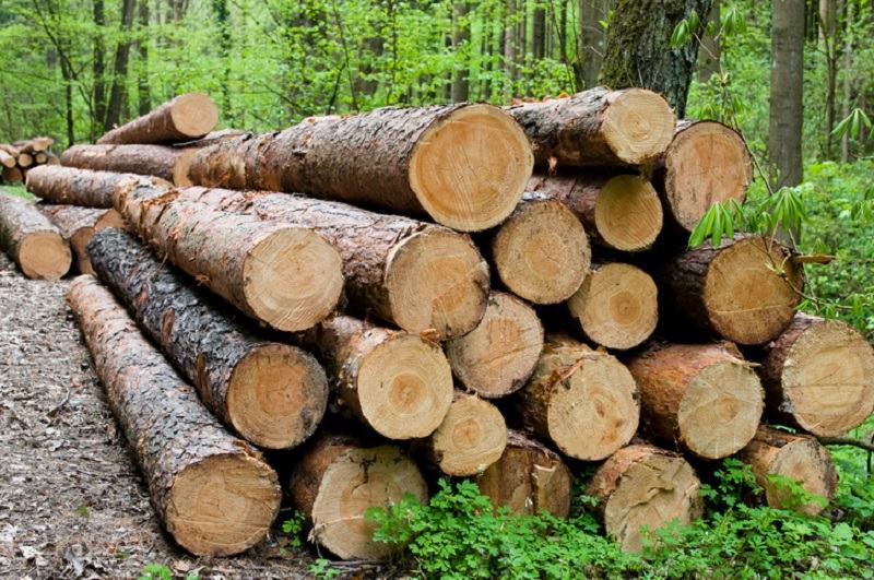 Cách đo tính mét khối (m3) gỗ tròn 1